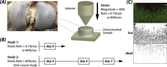 Cartilage biomechanics research